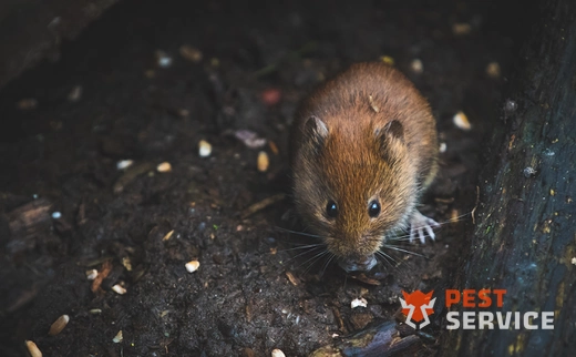 Дератизация в Можге